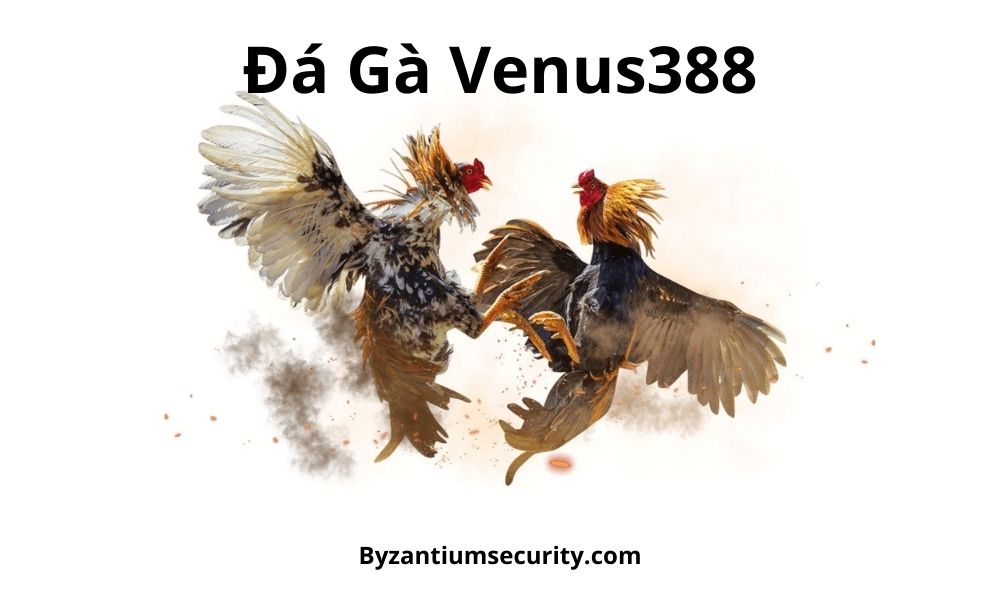 Tham gia cá cược đá gà online tại Venus388