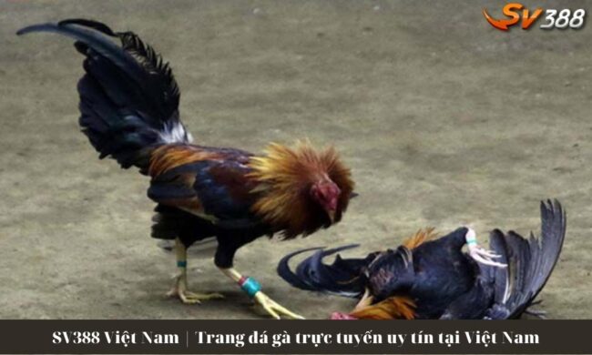 SV388 Việt Nam | Trang đá gà trực tuyến uy tín tại Việt Nam